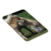 Magnet Flexible Miniature Mare & Foies 3 (Côté Droit)
