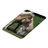 Magnet Flexible Miniature Mare & Foies 3 (Côté Gauche)