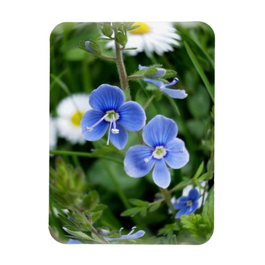 Magnet Flexible minuscules fleurs bleues (Vertical)