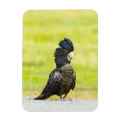 Magnet Flexible Mischievous Black Cockatoo Portrait (Vertical)
