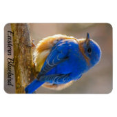 Magnet Flexible Modèle photo magnétique Bluebird Refrigerator (Horizontal)