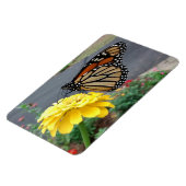 Magnet Flexible Monarch on Yellow Zinnia Photo (Côté Gauche)