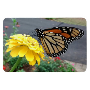 Magnet Flexible Monarch on Yellow Zinnia Photo