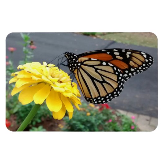 Magnet Flexible Monarch on Yellow Zinnia Photo (Horizontal)