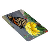 Magnet Flexible Monarch on Yellow Zinnia Photo (Côté Droit)