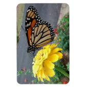 Magnet Flexible Monarch on Yellow Zinnia Photo (Vertical)