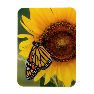 Magnet Flexible Monarque Butterfies sur le tournesol