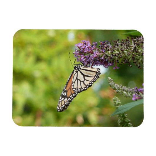 Magnet Flexible Monarque papillon sur Buddleia pourpre (Horizontal)