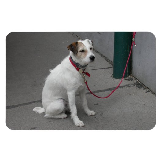 Magnet Flexible Mongrel blanc doux (Horizontal)