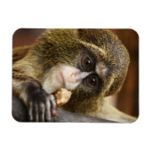 Magnet Flexible Monkey (Horizontal)