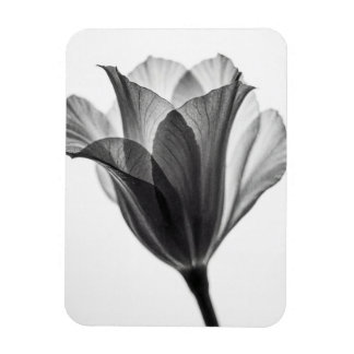 Magnet Flexible Monochrome botanical fine art photograph