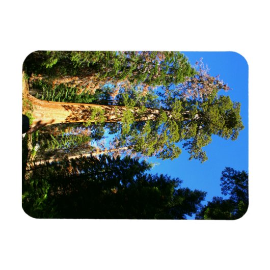 Magnet Flexible Monument national de la Sequoia (Horizontal)