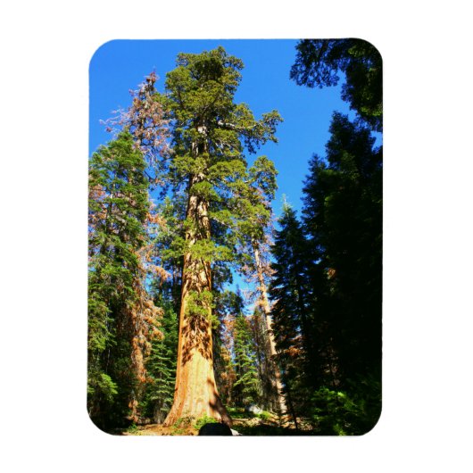 Magnet Flexible Monument national de la Sequoia (Vertical)