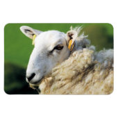 MAGNET FLEXIBLE MOQUETTE (Horizontal)