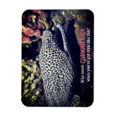 Magnet Flexible Moray tacheté sous l'eau (Vertical)