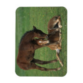 Magnet Flexible Morgan Foals joue (Vertical)