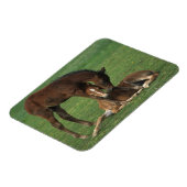 Magnet Flexible Morgan Foals joue (Côté Gauche)