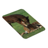 Magnet Flexible Morgan Foals joue (Côté Droit)