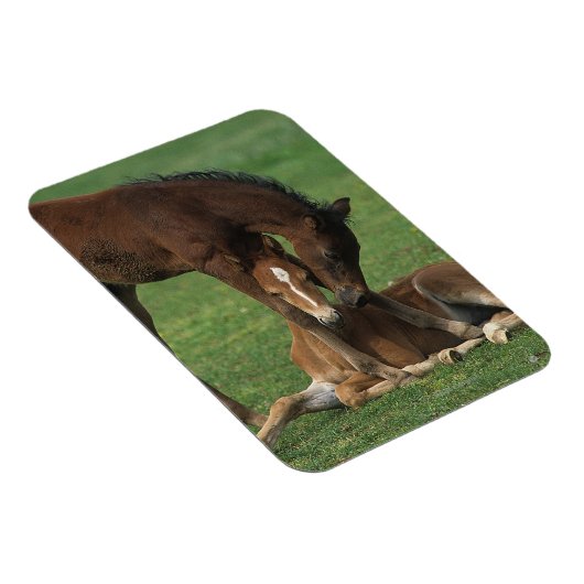 Magnet Flexible Morgan Foals joue (Côté Droit)