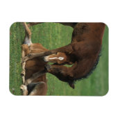 Magnet Flexible Morgan Foals joue (Horizontal)