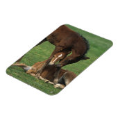 Magnet Flexible Morgan Foals joue (Côté Gauche)