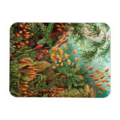 Magnet Flexible Moss (Muscinae) par Haeckel (Horizontal)