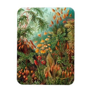 Magnet Flexible Moss (Muscinae) par Haeckel