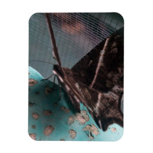 Magnet Flexible Moth papillon tropical