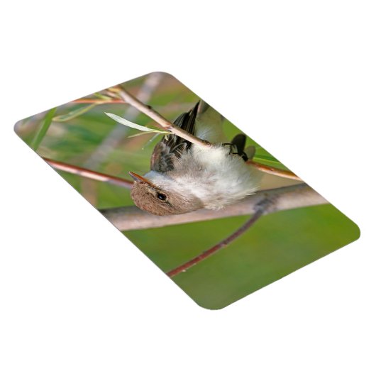 Magnet Flexible Moucherolle (Côté Droit)