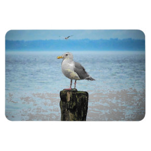 Magnet Flexible Mouette sur aimant Puget Sound