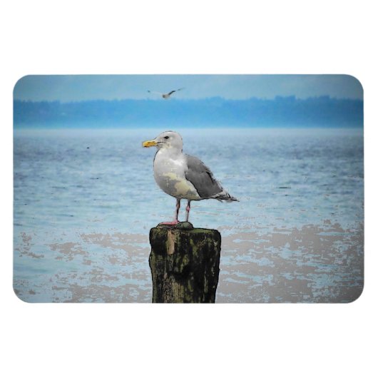Magnet Flexible Mouette sur aimant Puget Sound (Horizontal)