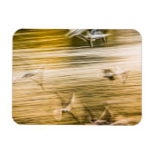 Magnet Flexible Mouettes volantes - abstrait (Horizontal)