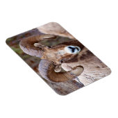Magnet Flexible Mouflon canadien des montagnes Rocheuses (Côté Droit)