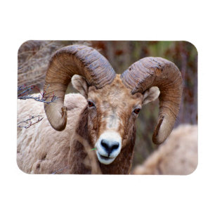 Magnet Flexible Mouflon canadien des montagnes Rocheuses