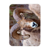 Magnet Flexible Mouflon canadien des montagnes Rocheuses (Vertical)