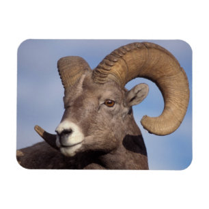 Magnet Flexible mouflon canadien, mouflon d'Amérique, Ovis canaden