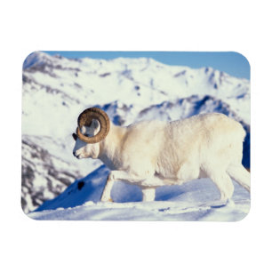 Magnet Flexible mouflon, Ovis dalli, bélier
