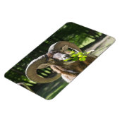Magnet Flexible Mouflon Ram (Côté Gauche)