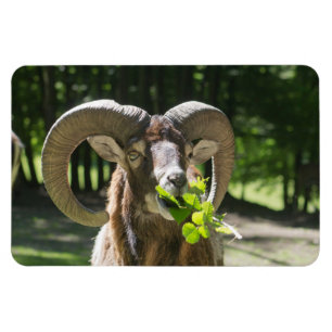 Magnet Flexible Mouflon Ram