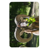 Magnet Flexible Mouflon Ram (Vertical)