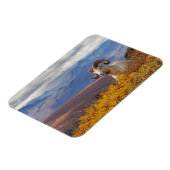 Magnet Flexible mouflons, Ovis dalli, bélier (Côté Gauche)