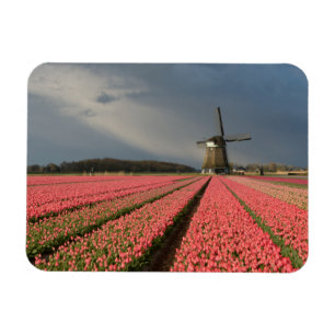 Magnet Flexible Moulin à vent avec les tulipes roses au printemps