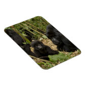 Magnet Flexible Mountain Gorilla, adult with young (Côté Droit)