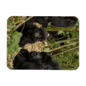 Magnet Flexible Mountain Gorilla, adult with young (Horizontal)