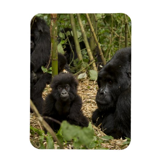 Magnet Flexible Mountain Gorilla, adult with young (Vertical)