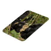 Magnet Flexible Mountain Gorilla, adult with young (Côté Gauche)
