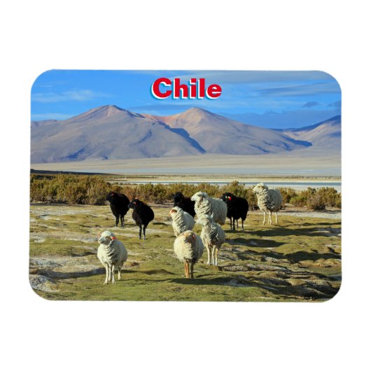 Magnet Flexible mouton chilien (Horizontal)