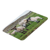 Magnet Flexible Mouton des Shetland (Côté Gauche)