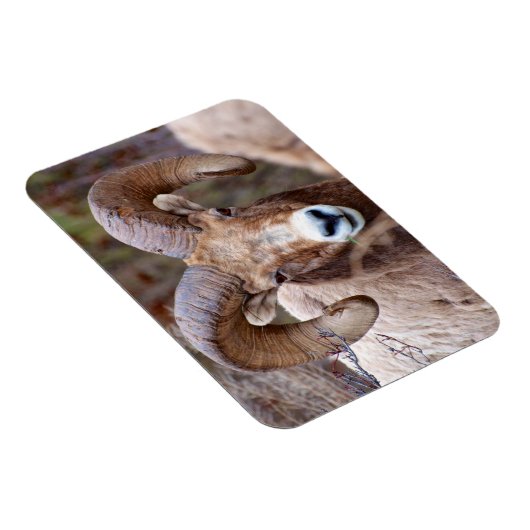 Magnet Flexible Mouton noir des Rocheuses (Côté Droit)