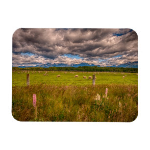 Magnet Flexible Moutons à Fiordland, Te Anau, Nouvelle-Zélande